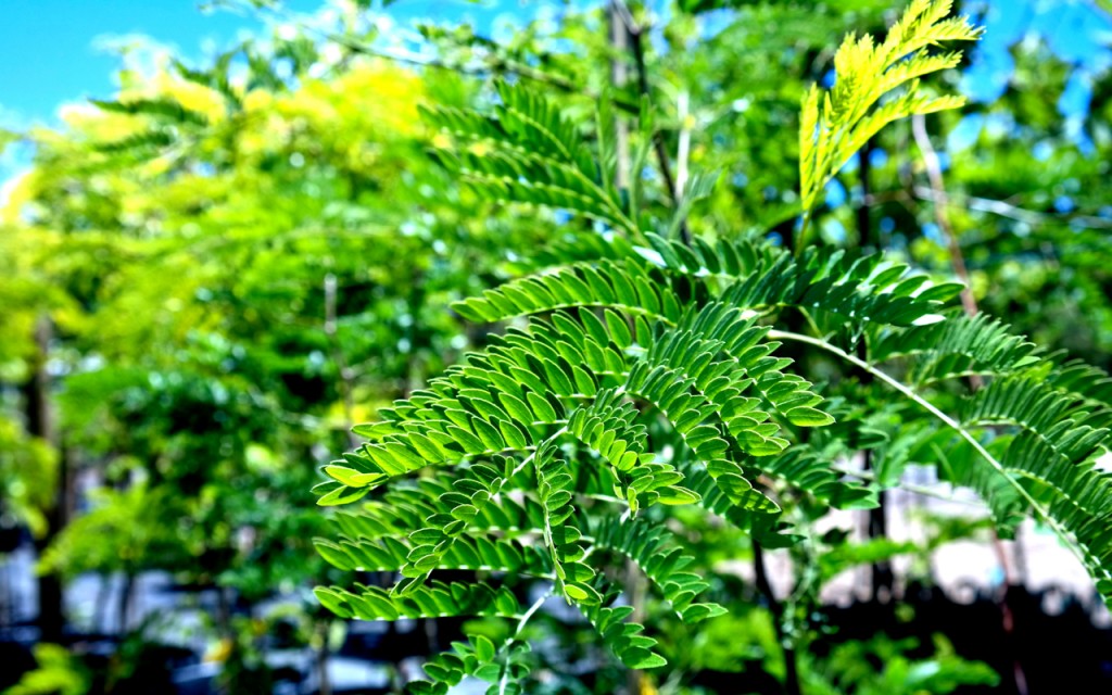 Lakeside Plants & Nursery