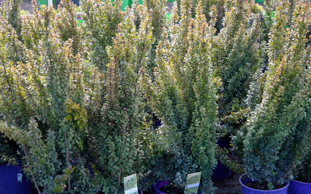 Lakeside Plants & Nursery