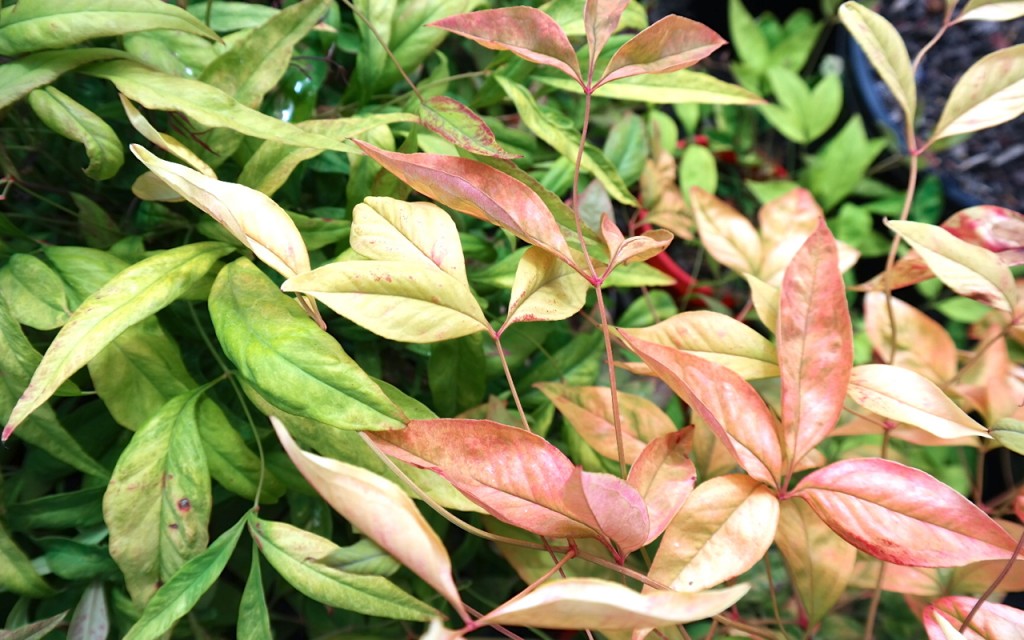Lakeside Plants & Nursery