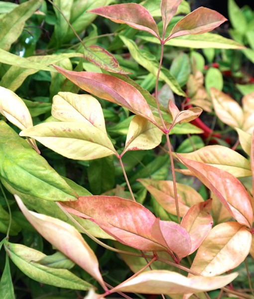Nandina Dwarf Lakeside Plants & Nursery