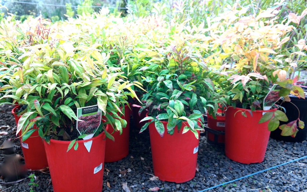 Lakeside Plants & Nursery