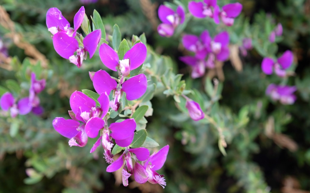 Lakeside Plants & Nursery