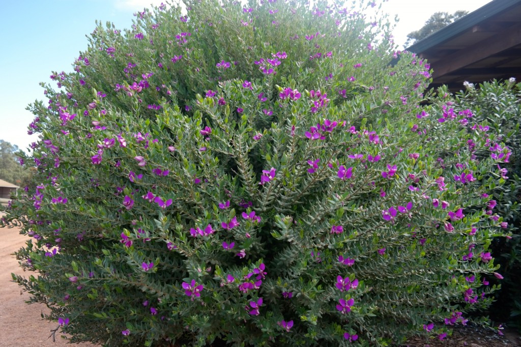 Lakeside Plants & Nursery