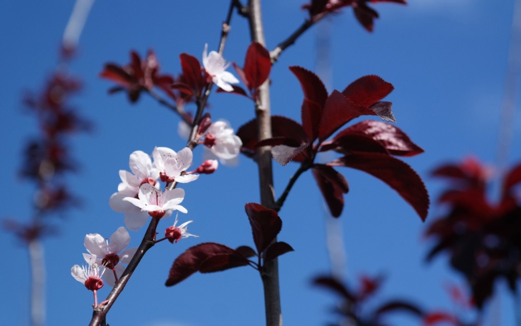 Lakeside Plants & Nursery