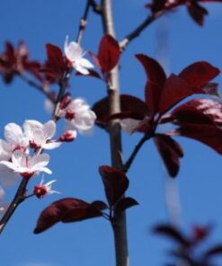 flowering plum