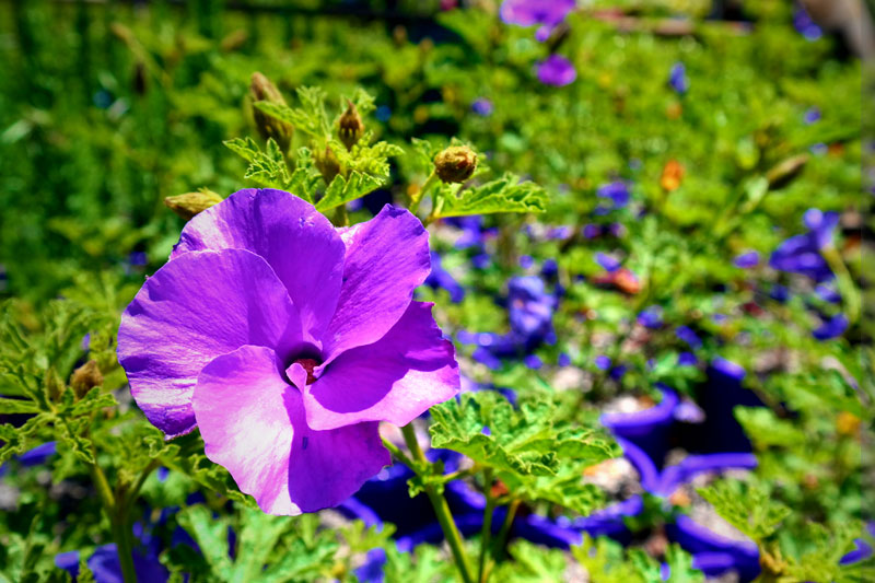 Lakeside Plants & Nursery