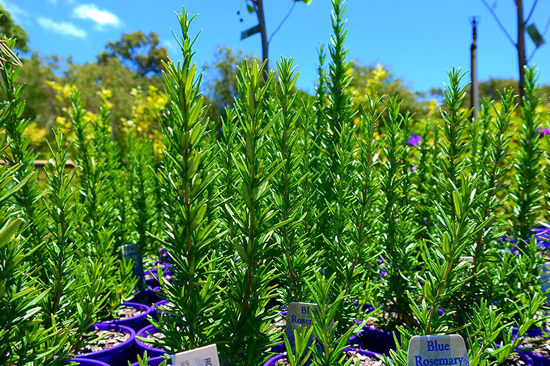 Lakeside Plants & Nursery