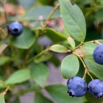 blueberry fruit