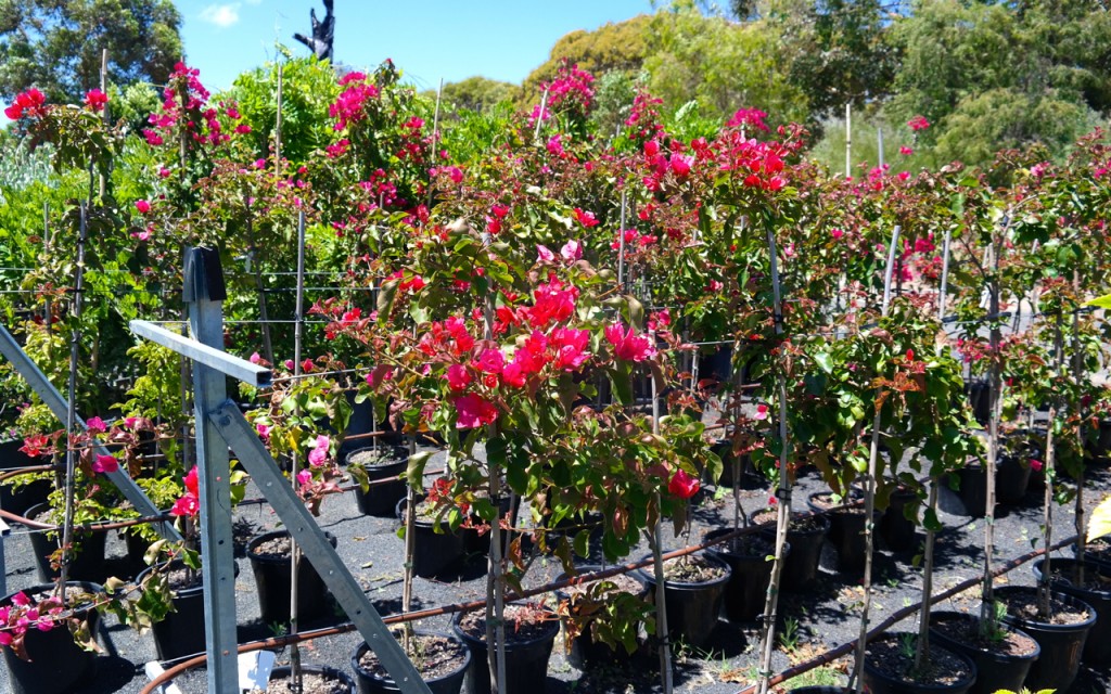 Lakeside Plants & Nursery