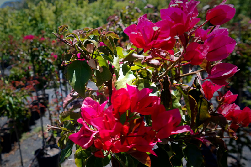 Lakeside Plants & Nursery
