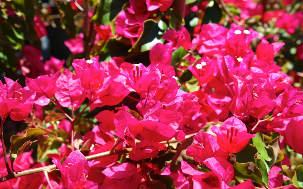 Lakeside Plants & Nursery