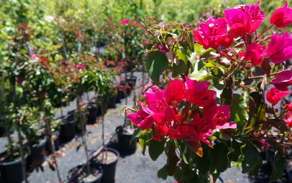 Lakeside Plants & Nursery