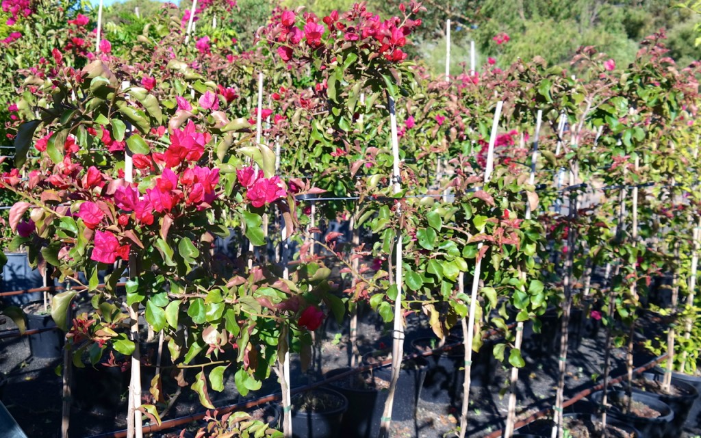 Lakeside Plants & Nursery