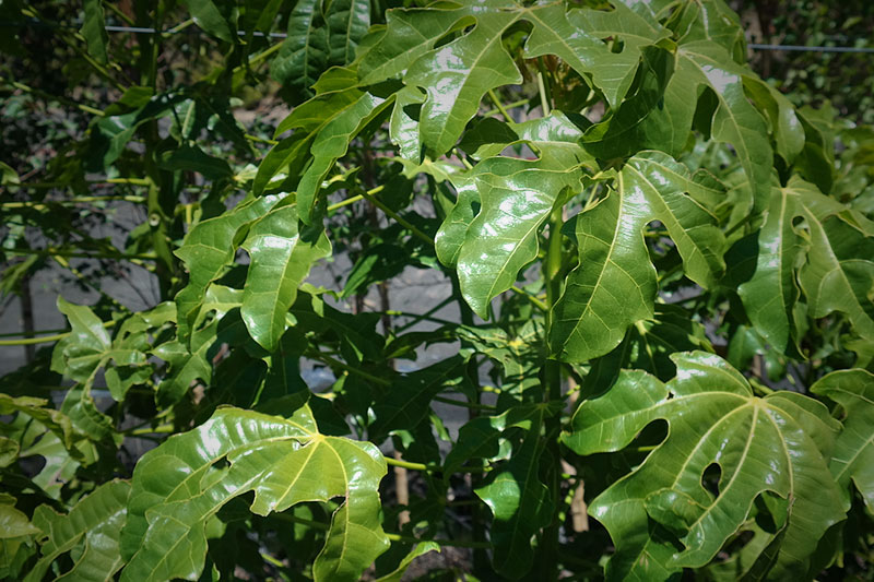 Lakeside Plants & Nursery