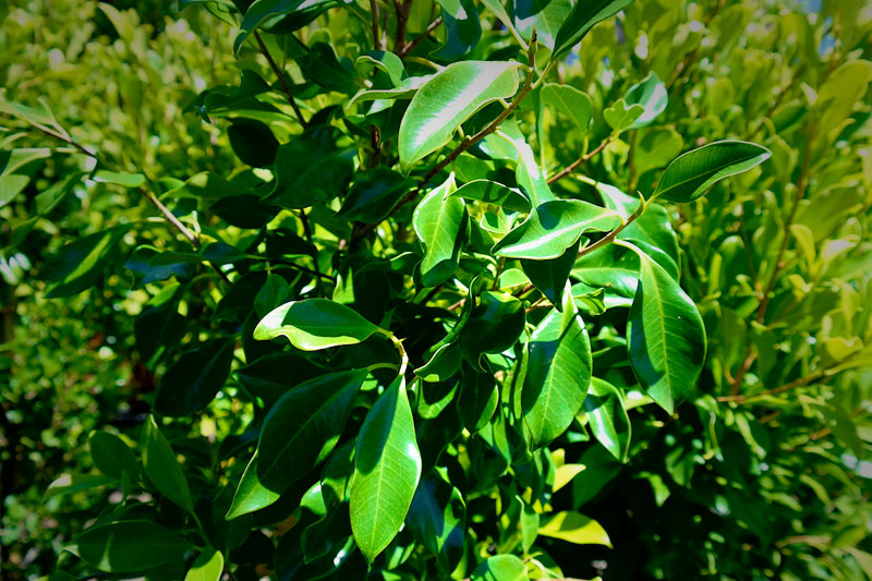 Lakeside Plants & Nursery