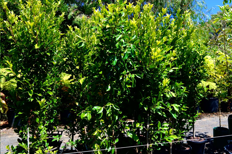 Lakeside Plants & Nursery