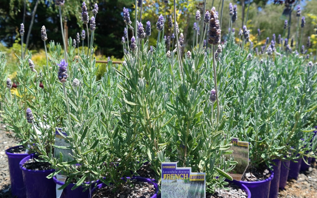 Lakeside Plants & Nursery