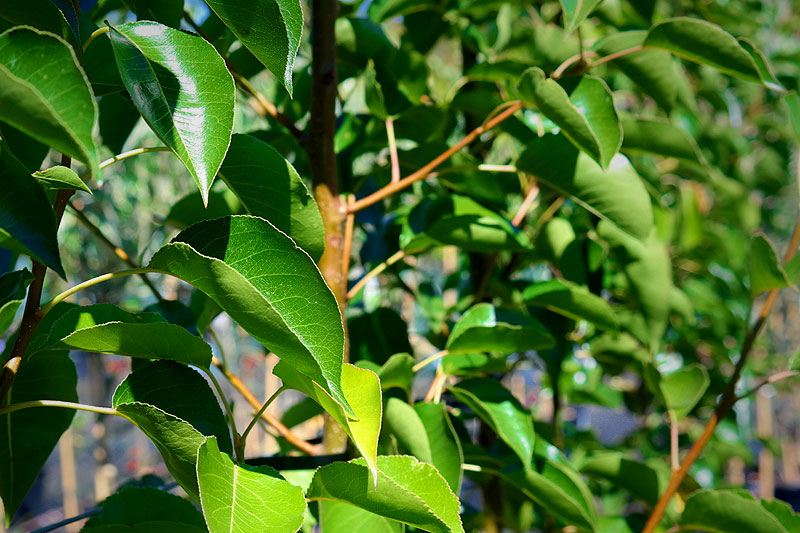 Lakeside Plants & Nursery