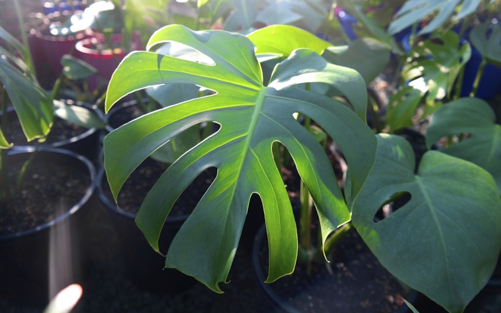 Lakeside Plants & Nursery