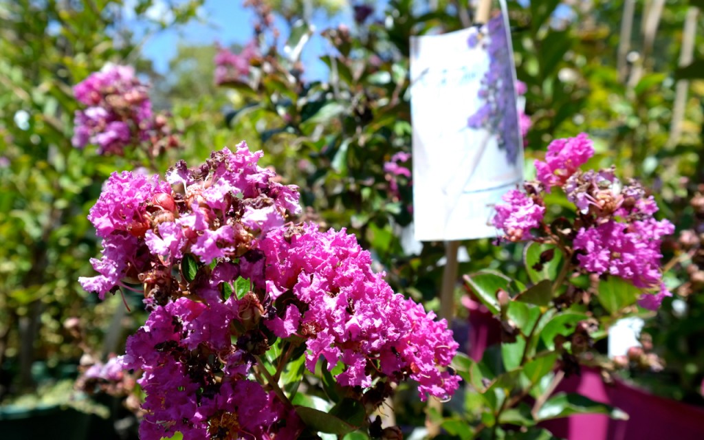 Lakeside Plants & Nursery