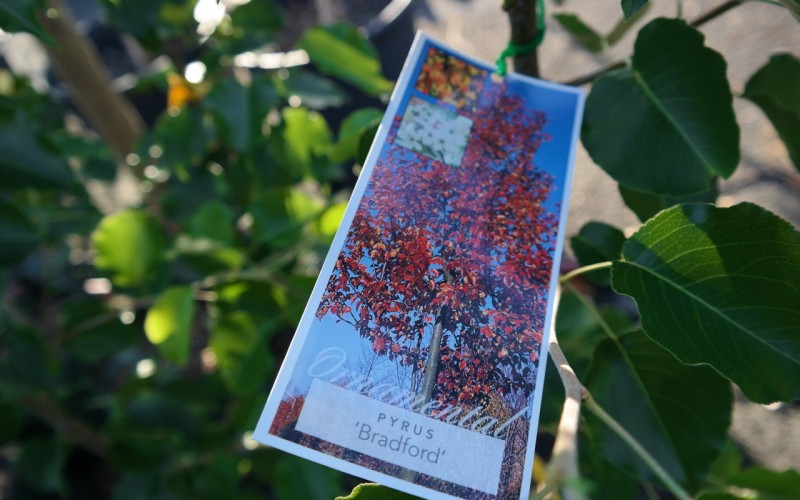 Bradford Pear Pyrus calleryana