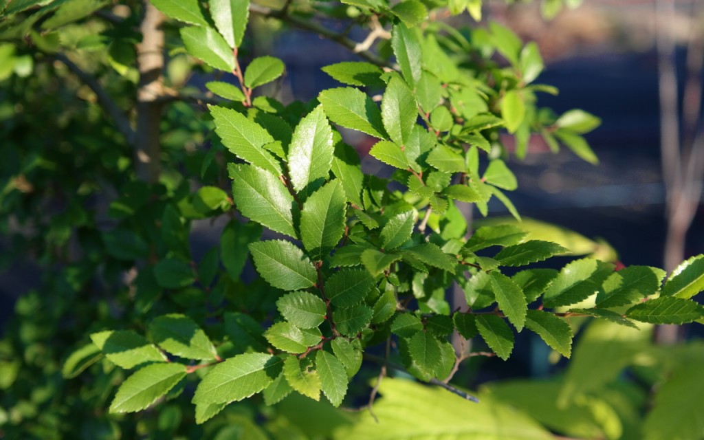 Lakeside Plants & Nursery