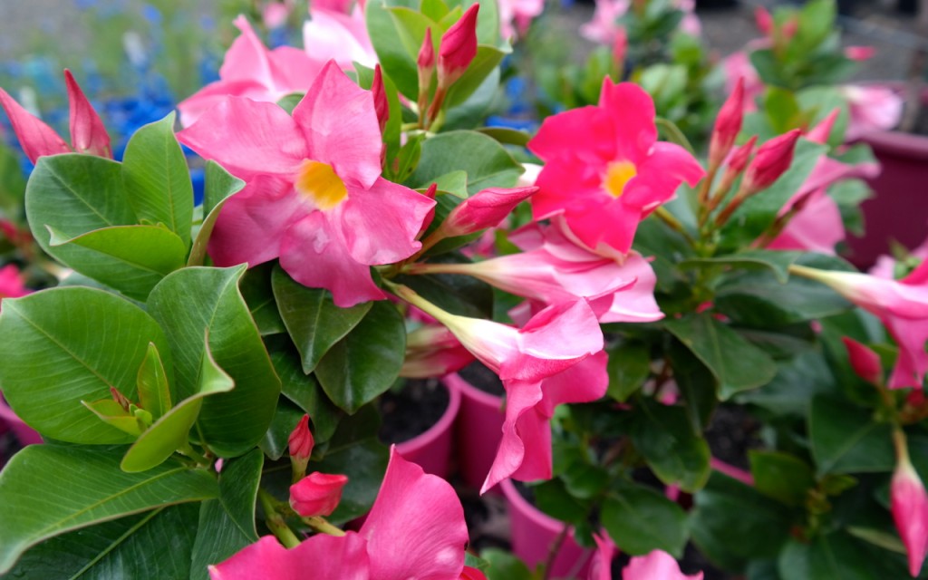 Lakeside Plants & Nursery