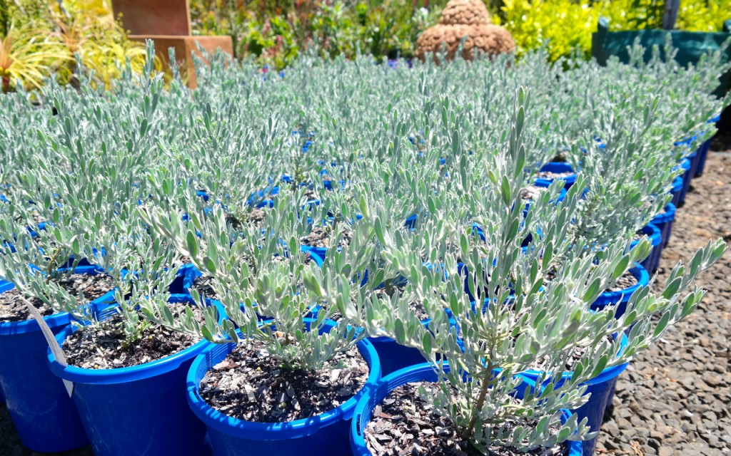 Lakeside Plants & Nursery
