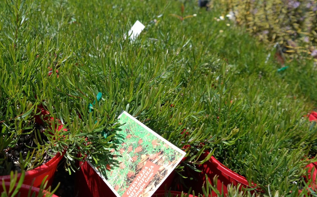 Lakeside Plants & Nursery