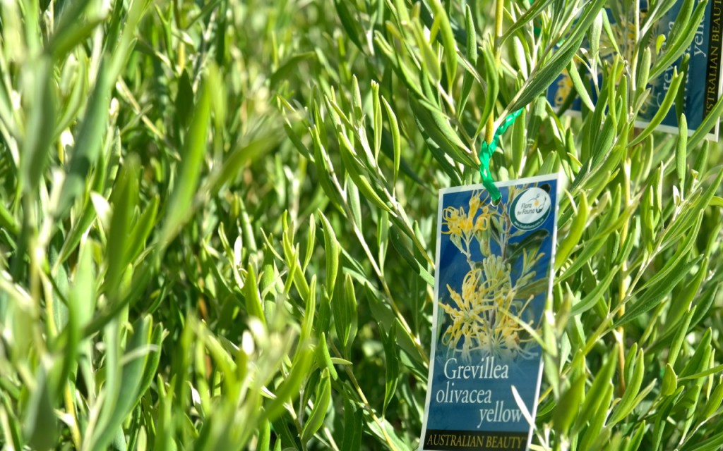 Lakeside Plants & Nursery
