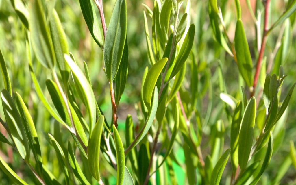 Lakeside Plants & Nursery