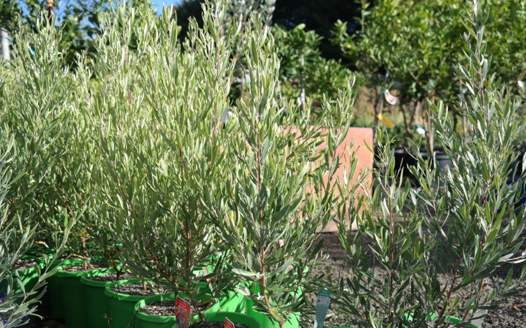 Lakeside Plants & Nursery
