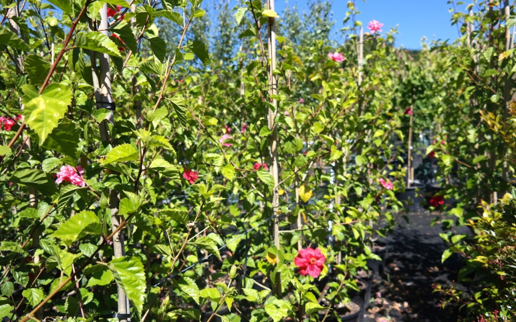 Lakeside Plants & Nursery