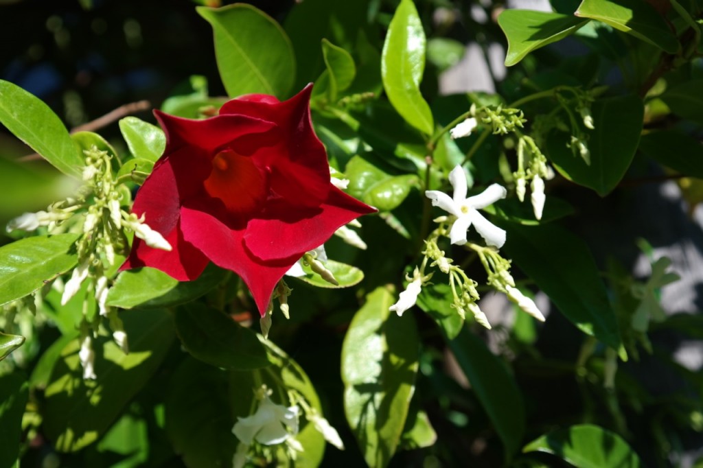 Lakeside Plants & Nursery