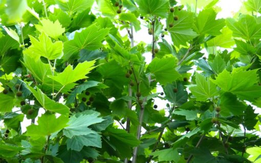London Plane Tree Foliage