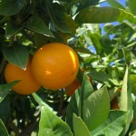 Washington Navel Orange Fruit