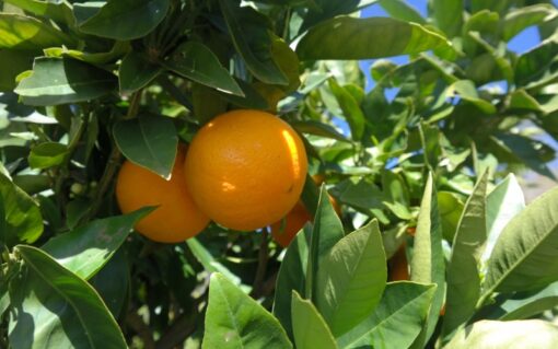 Washington Navel Orange Fruit