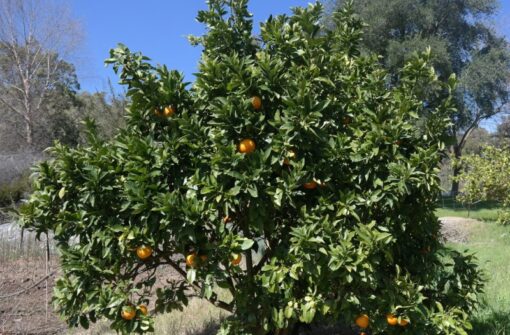 orange tree washington navel