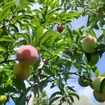 Plums Ripening on the Tree