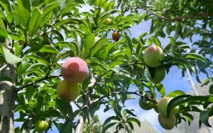 Plums Ripening on the Tree