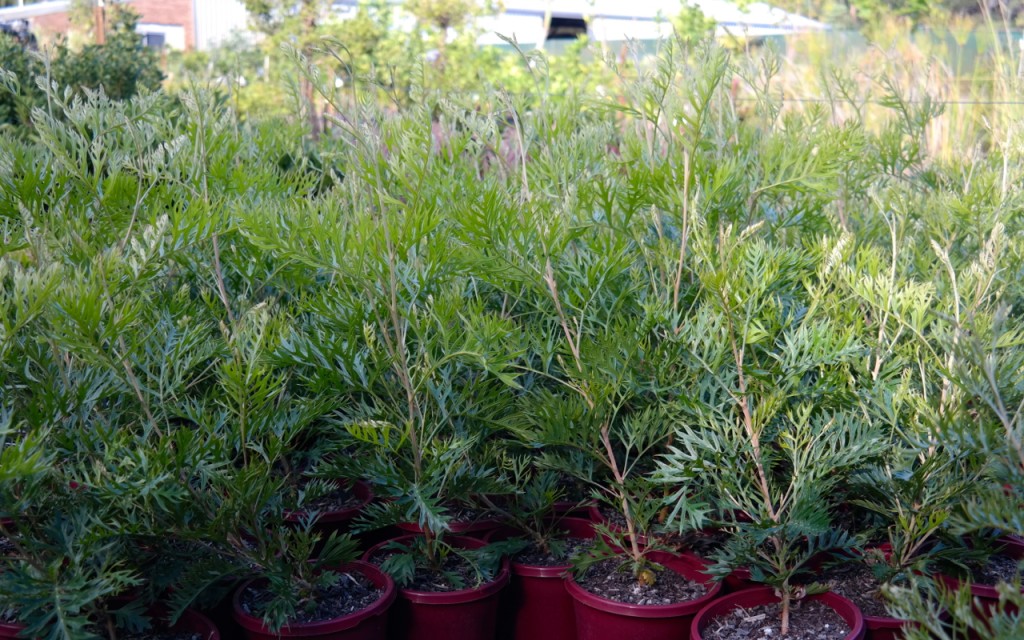 Lakeside Plants & Nursery