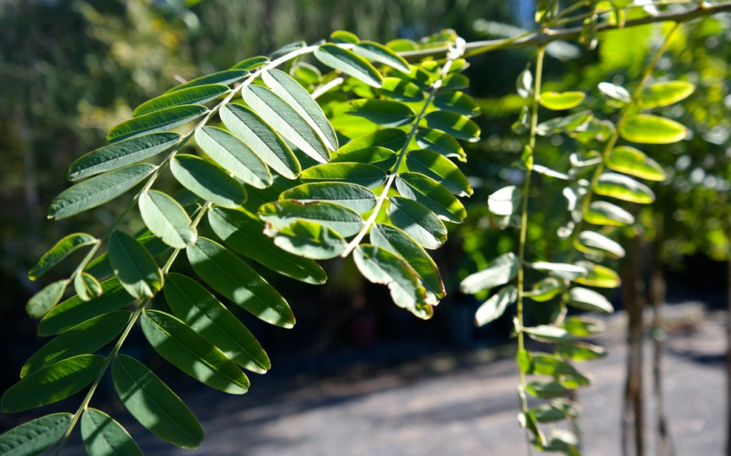 Lakeside Plants & Nursery