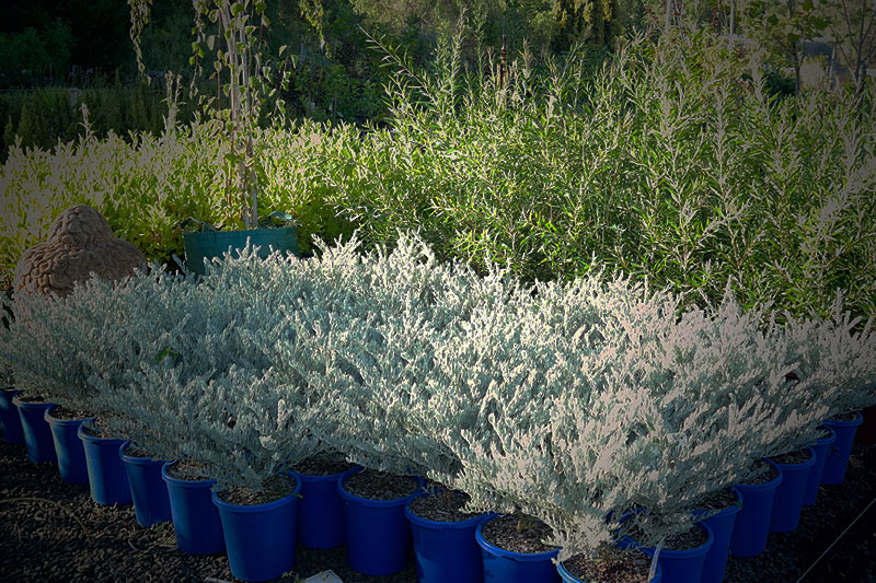 Lakeside Plants & Nursery
