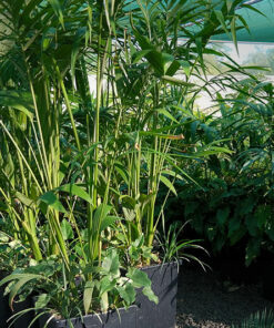 Patio Planter Bangalow Palm Philodendron Mondo grass