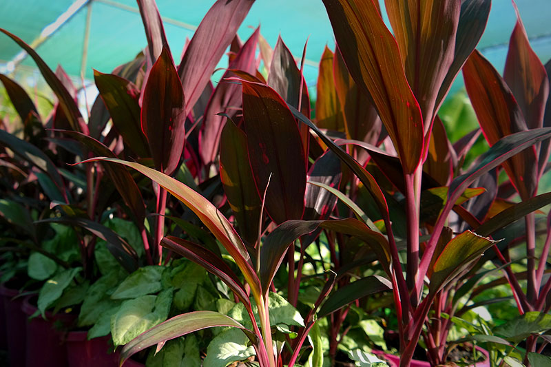 Lakeside Plants & Nursery