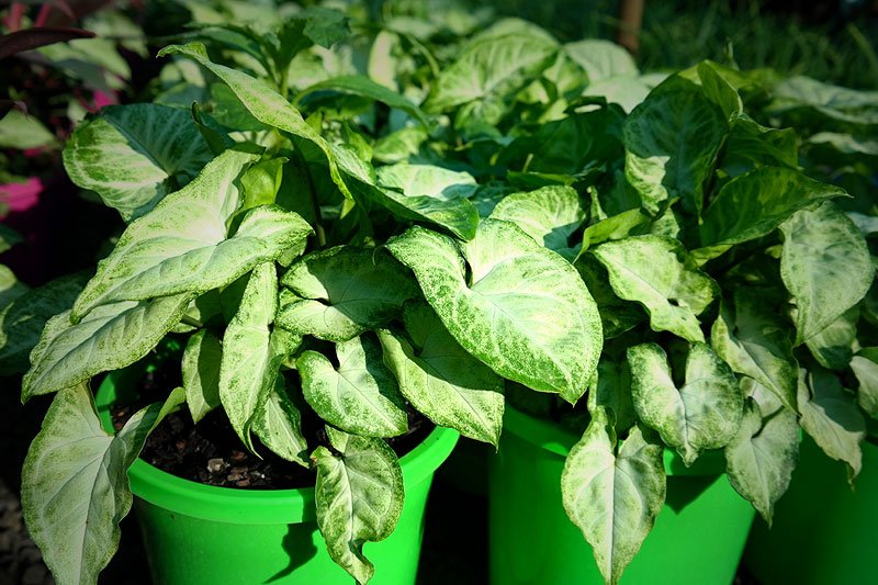 Lakeside Plants & Nursery