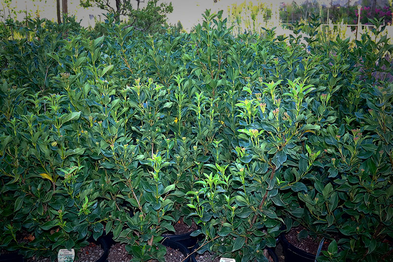 Lakeside Plants & Nursery
