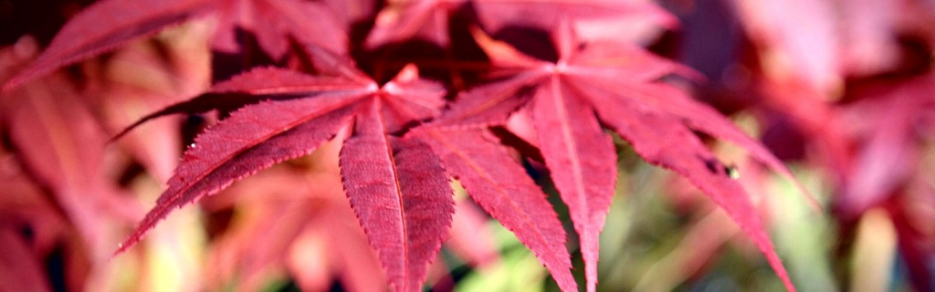 Lakeside Plants & Nursery