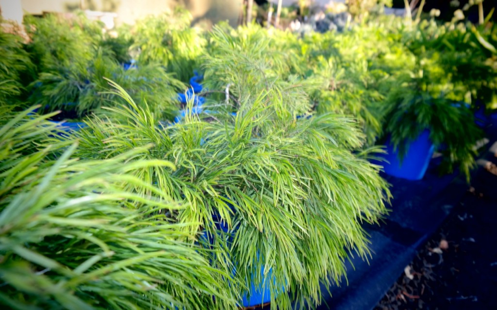 Lakeside Plants & Nursery