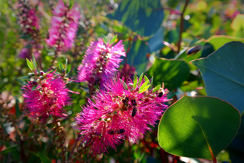 Lakeside Plants & Nursery
